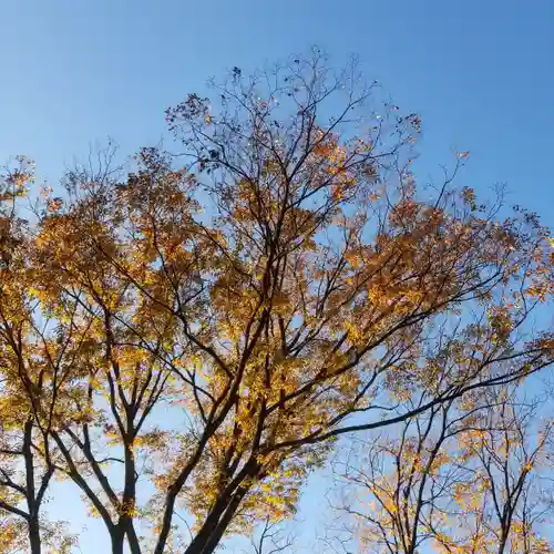 鹿島神社の自然