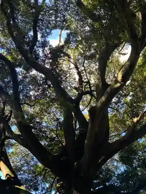 金刀比羅神社の自然