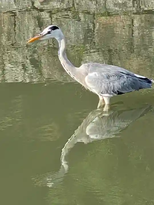 東寺(教王護国寺)(京都府)