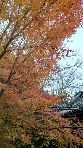 龍安寺の{uncategorized: "未分類", other: "その他", undefined: "問題あり", building: "その他建物", grave: "お墓", sacred_gate: "鳥居", guardian: "狛犬", statue: "像", buddha: "仏像", history: "歴史", nature: "自然", garden: "庭園", animal: "動物", pagoda: "塔", temizu: "手水舎", mountain_gate: "山門・神門", sanctuary: "本殿・本堂", subordinate: "末社・摂社", art: "芸術", scenery: "景色", jizo: "地蔵", ema: "絵馬", goshuin: "御朱印", omikuji: "おみくじ", items: "授与品その他", amulet: "お守り", goshuincho: "御朱印帳", eats: "食事", festival: "お祭り", votive_dance: "神楽", shichigosan: "七五三参", wedding: "結婚式", experience: "体験その他", initially: "初詣", around: "周辺", anti_infection: "感染症対策"}