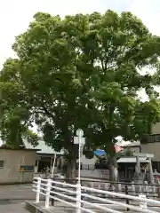 高師原神社の自然