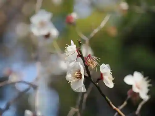 赤坂氷川神社(東京都)