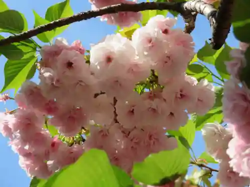 吉原弁財天本宮（吉原神社奥宮）の自然