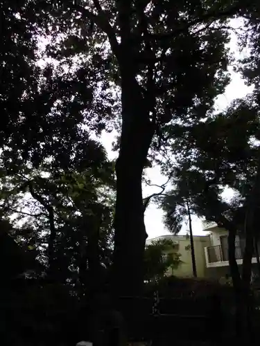 池辺杉山神社の自然