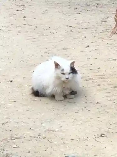 伏見稲荷大社の動物