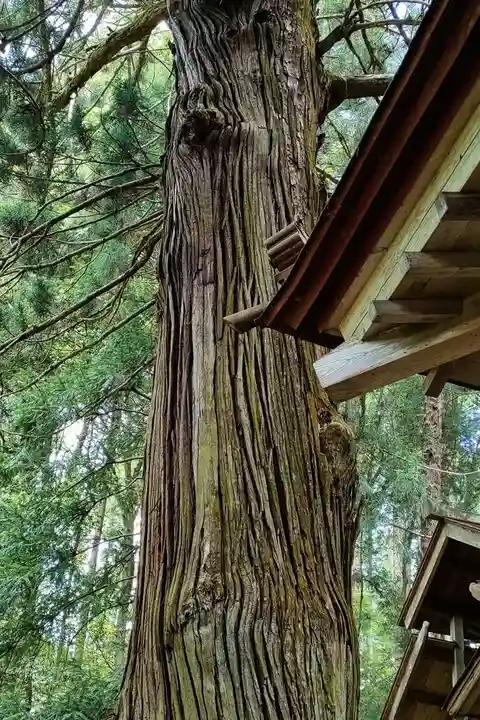 古殿八幡神社の自然