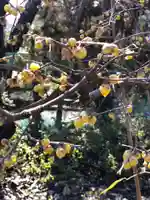 木舟山 順教寺の自然