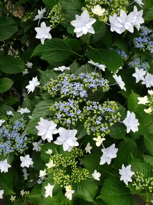常泉院(東京都)