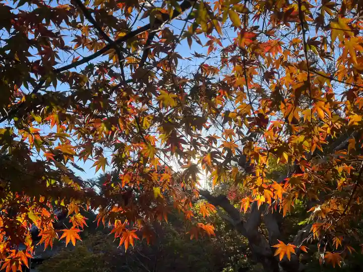 圓光寺(京都府)
