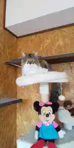 鹿角八坂神社の動物(2021年06月25日(金) 13時47分58秒投稿)