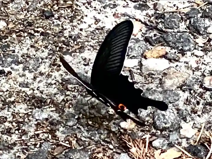 山家神社の自然