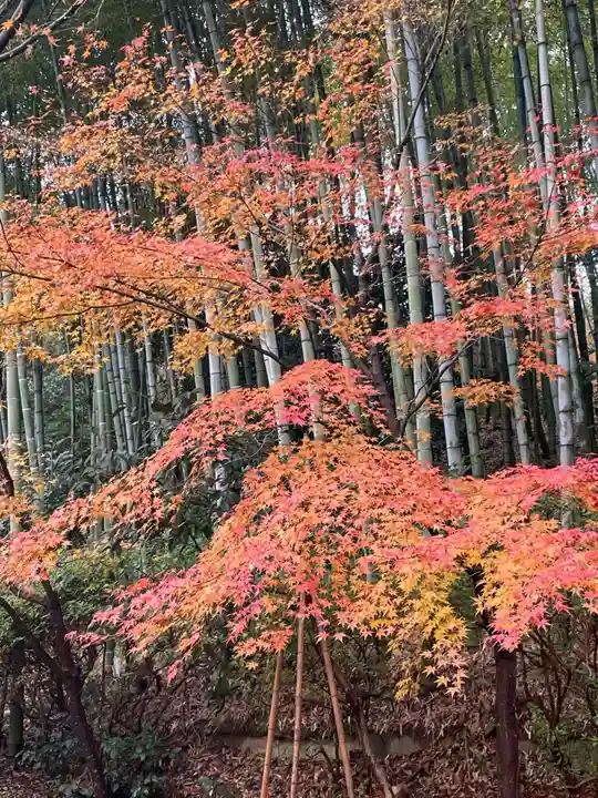 高台寺(高台寿聖禅寺・高臺寺)(京都府)