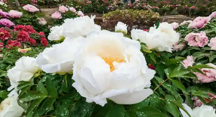 金蛇水神社(宮城県)