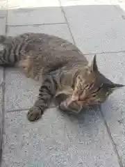 江島神社の動物