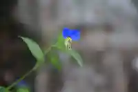 阿久津「田村神社」(郡山市阿久津町)旧社名:伊豆箱根三嶋三社の自然
