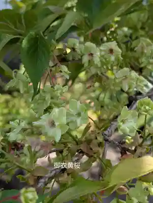 本覺寺(神奈川県)