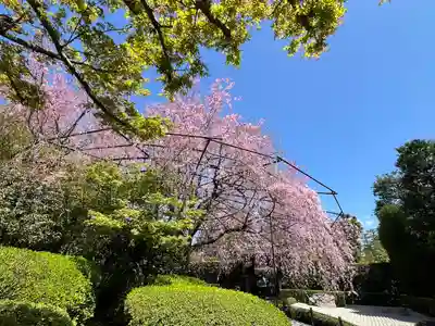 退蔵院(京都府)