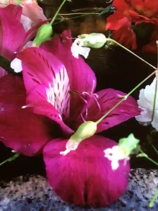 鳩森八幡神社(東京都)