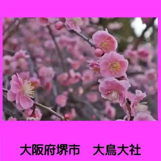 和泉國一之宮 大鳥大社の自然