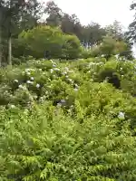 金泉寺の{uncategorized: "未分類", other: "その他", undefined: "問題あり", building: "その他建物", grave: "お墓", sacred_gate: "鳥居", guardian: "狛犬", statue: "像", buddha: "仏像", history: "歴史", nature: "自然", garden: "庭園", animal: "動物", pagoda: "塔", temizu: "手水舎", mountain_gate: "山門・神門", sanctuary: "本殿・本堂", subordinate: "末社・摂社", art: "芸術", scenery: "景色", jizo: "地蔵", ema: "絵馬", goshuin: "御朱印", omikuji: "おみくじ", items: "授与品その他", amulet: "お守り", goshuincho: "御朱印帳", eats: "食事", festival: "お祭り", votive_dance: "神楽", shichigosan: "七五三参", wedding: "結婚式", experience: "体験その他", initially: "初詣", around: "周辺", anti_infection: "感染症対策"}