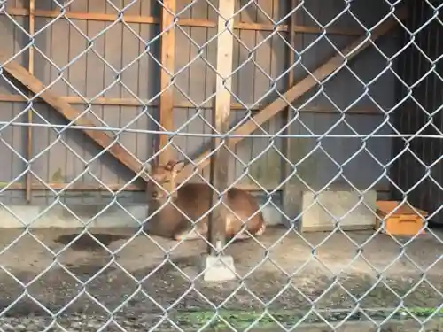 宝満宮竈門神社の動物