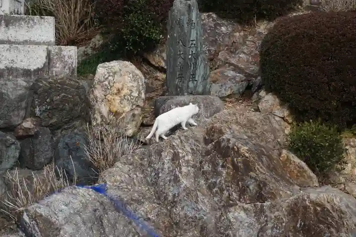成田山名古屋別院大聖寺(犬山成田山)の動物
