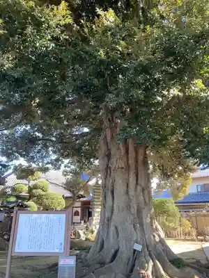 法光寺(埼玉県)