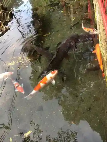 谷保天満宮の動物