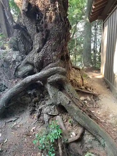 艫神社の自然