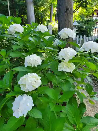 沙沙貴神社の自然
