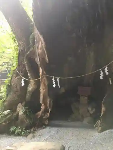 來宮神社の自然