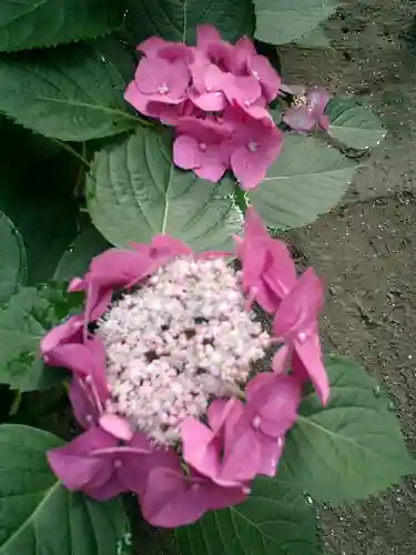 御霊神社の自然