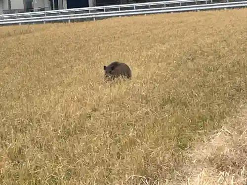 意賀美神社(大阪府)