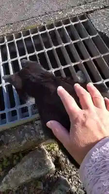 十輪寺の動物