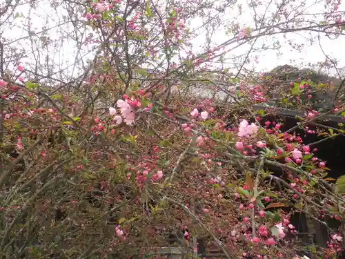 妙本寺の庭園