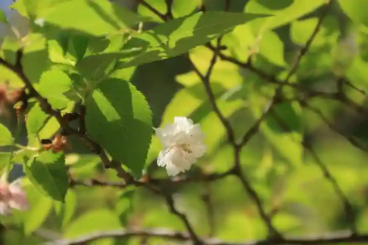 開成山大神宮の庭園