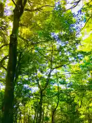 成田熊野神社の自然