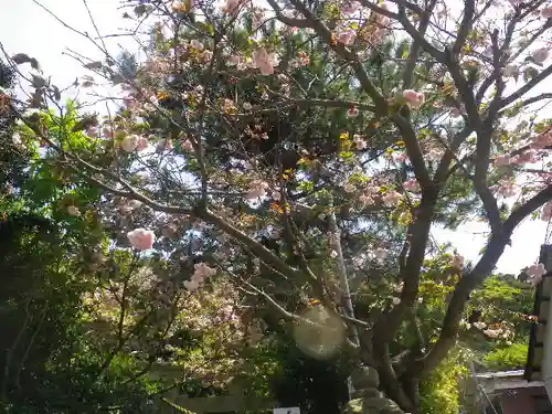 八雲神社（鎌倉・大町）の自然