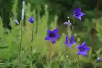 三春大神宮の庭園