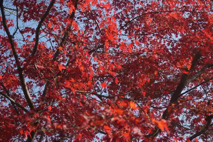 坂本八幡宮の自然