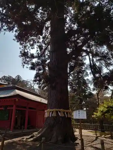 志波彦神社・鹽竈神社の自然