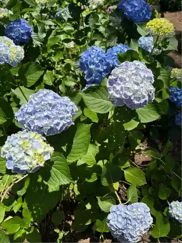 市杵島神社(高萩八幡宮境内社)(茨城県)