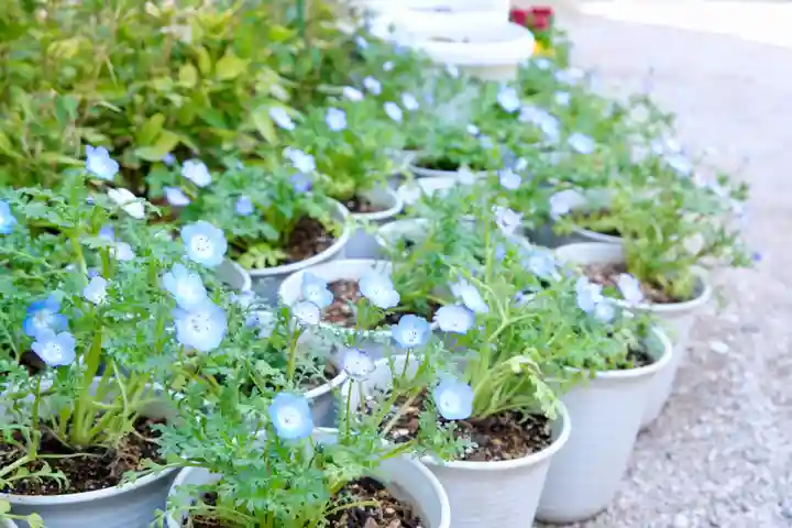 十日恵比須神社(福岡県)