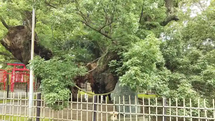 浜松八幡宮の自然