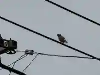 西方山極楽寺(岐阜県)