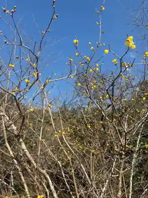 天伯山神社の{uncategorized: "未分類", other: "その他", undefined: "問題あり", building: "その他建物", grave: "お墓", sacred_gate: "鳥居", guardian: "狛犬", statue: "像", buddha: "仏像", history: "歴史", nature: "自然", garden: "庭園", animal: "動物", pagoda: "塔", temizu: "手水舎", mountain_gate: "山門・神門", sanctuary: "本殿・本堂", subordinate: "末社・摂社", art: "芸術", scenery: "景色", jizo: "地蔵", ema: "絵馬", goshuin: "御朱印", omikuji: "おみくじ", items: "授与品その他", amulet: "お守り", goshuincho: "御朱印帳", eats: "食事", festival: "お祭り", votive_dance: "神楽", shichigosan: "七五三参", wedding: "結婚式", experience: "体験その他", initially: "初詣", around: "周辺", anti_infection: "感染症対策"}