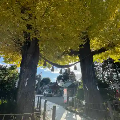 亀ケ池八幡宮(神奈川県)