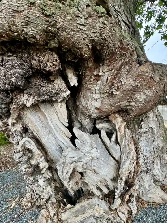 蔵林寺(京都府)