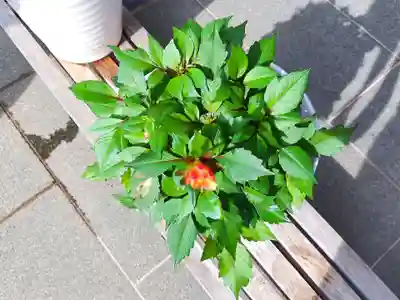 妙蓮寺(神奈川県)