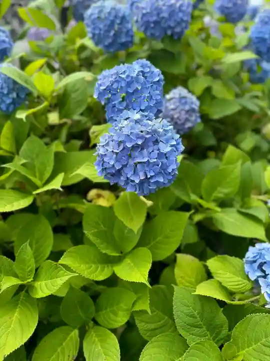 柳谷観音 楊谷寺の自然